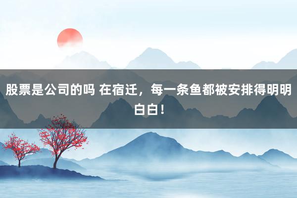 股票是公司的吗 在宿迁，每一条鱼都被安排得明明白白！